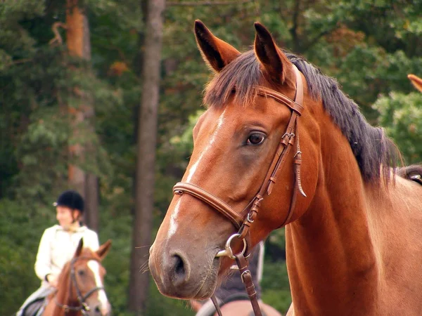 Bay kůň s uzdou portrét — Stock fotografie