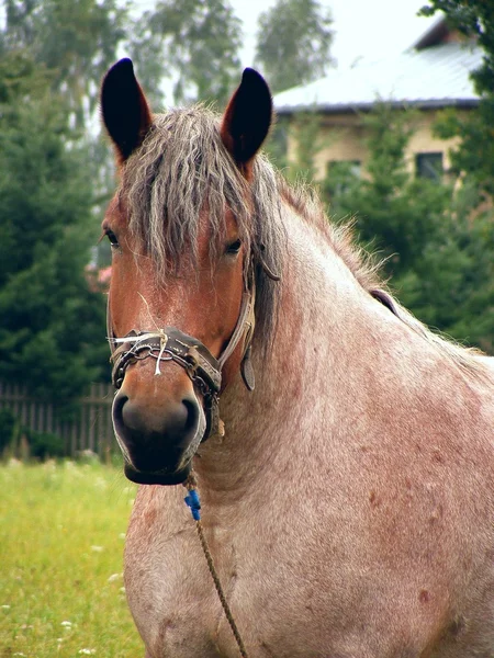Baía roan draught cavalo retrato — Fotografia de Stock