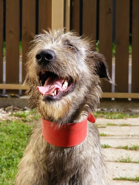 Irish wolfhound portrait — Stock Photo, Image
