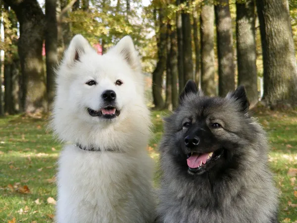 Две пушистые собаки — стоковое фото