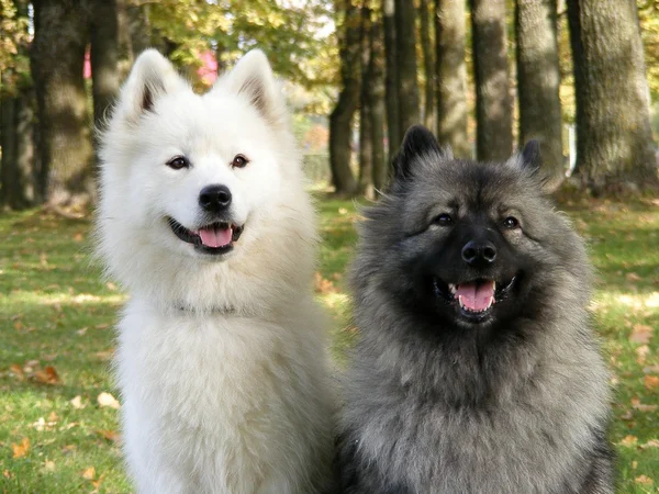 Two fluffy dogs — Stock Photo, Image