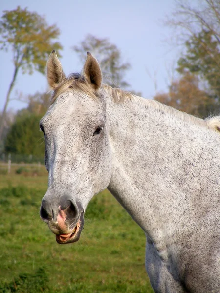 Šedý kůň s úsměvem — Stock fotografie