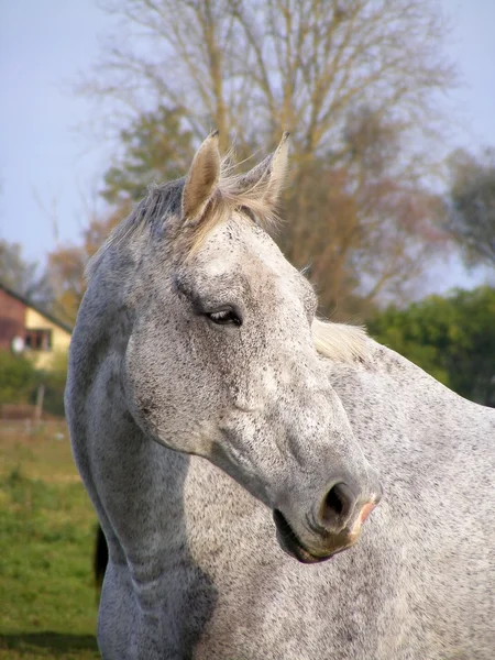 Gri atı portre — Stok fotoğraf