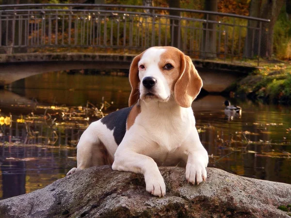 Beagle lying on the rock near the pond — Stock Photo, Image