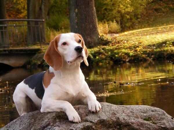 Beagle lying on the rock near the pond — Stock Photo, Image