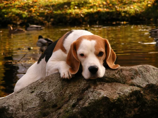 Beagle sdraiato sulla roccia vicino allo stagno — Foto Stock