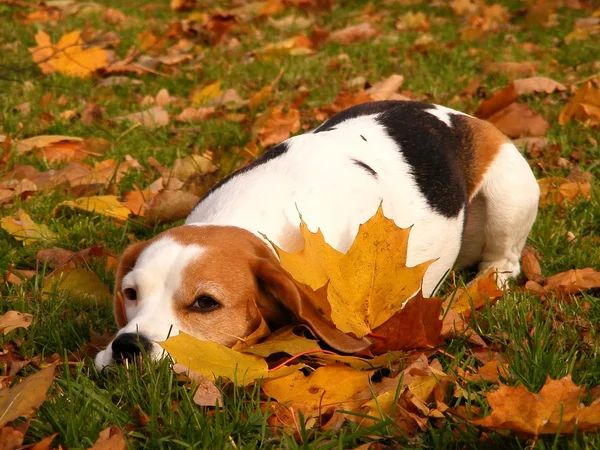 Beagle spoczywa na ziemi jesienią — Zdjęcie stockowe