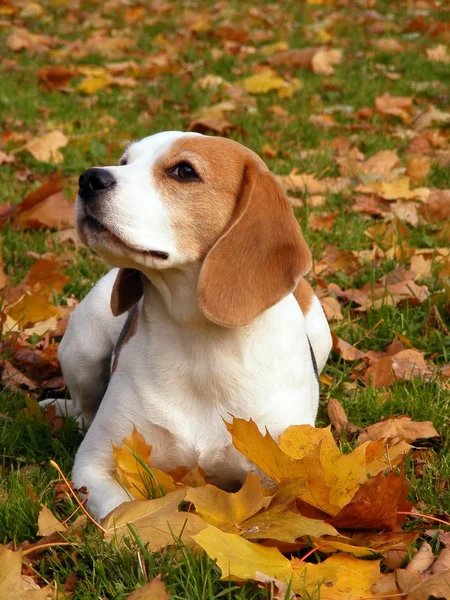 Beagle αναπαύεται στο έδαφος το φθινόπωρο — Φωτογραφία Αρχείου