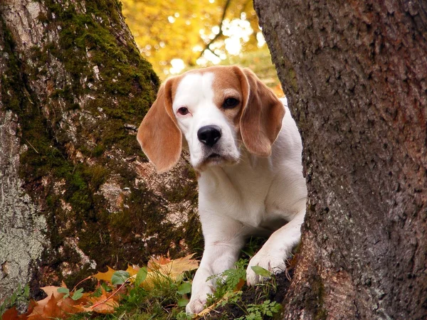 Beagle, schovává se za strom — Stock fotografie
