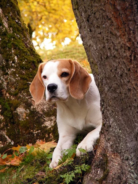 Beagle, chowając się za drzewa — Zdjęcie stockowe