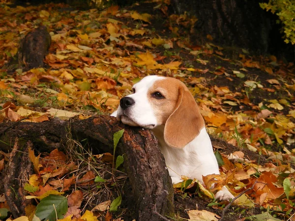 Beagle tendido en el suelo en el bosque en otoño —  Fotos de Stock