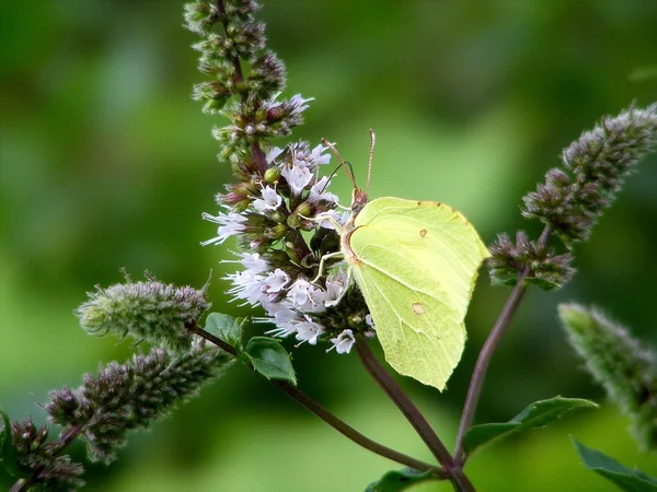 Green butterfly — Stock Photo, Image