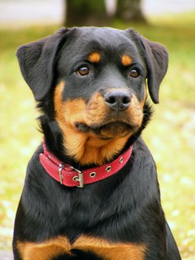 Rottweiler portrait clipart