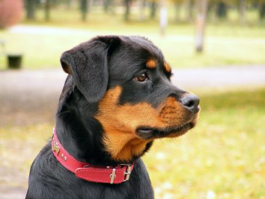 Rottweiler portre