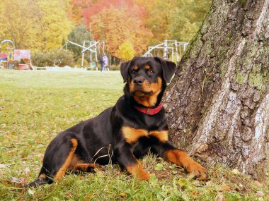 Rottweiler lying on the ground in the autumn forest clipart