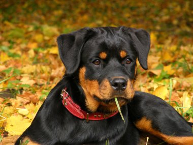 sonbahar ormanın içinde yerde yatan rottweiler