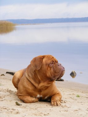 Fransız mastiff kumsalda dinlenmek