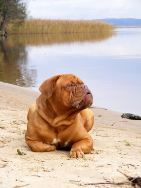 Fransız mastiff kumsalda dinlenmek