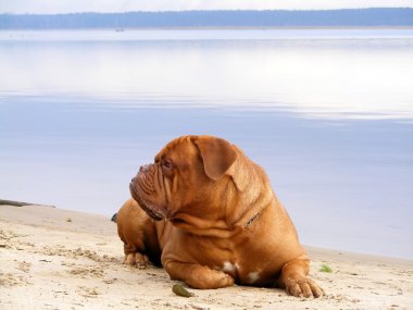 Fransız mastiff kumsalda dinlenmek