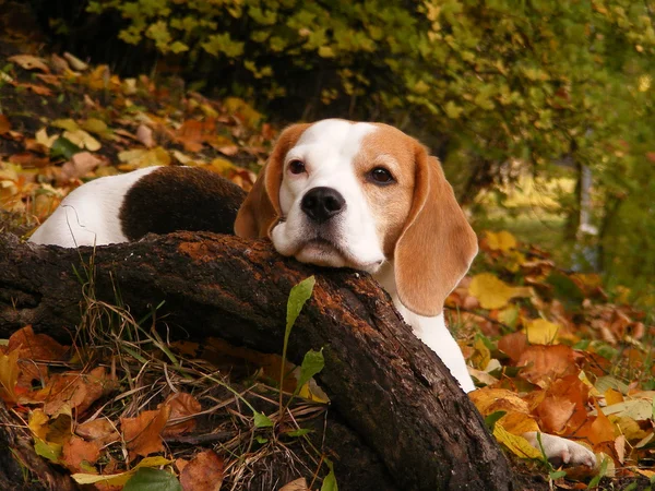 Beagle lying on the ground in the forest in autumn — Stock Photo, Image