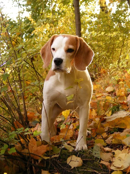 Trójkolorowy beagle w lesie — Zdjęcie stockowe