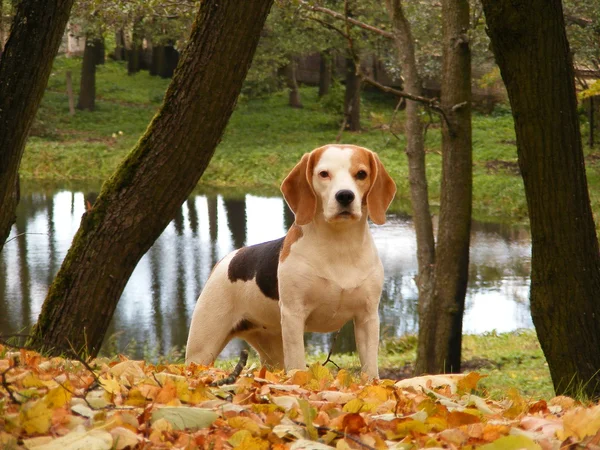 Beagle standing on the hill near the pond — Stock Photo, Image