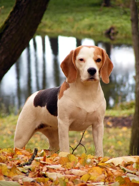 Beagle standing on the hill near the pond — Stock Photo, Image