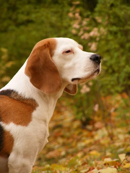 Retrato de Beagle — Foto de Stock