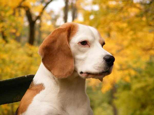 Beagle-Porträt — Stockfoto