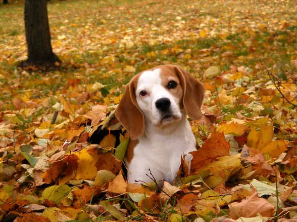 Beagle spoczywa na ziemi jesienią — Zdjęcie stockowe