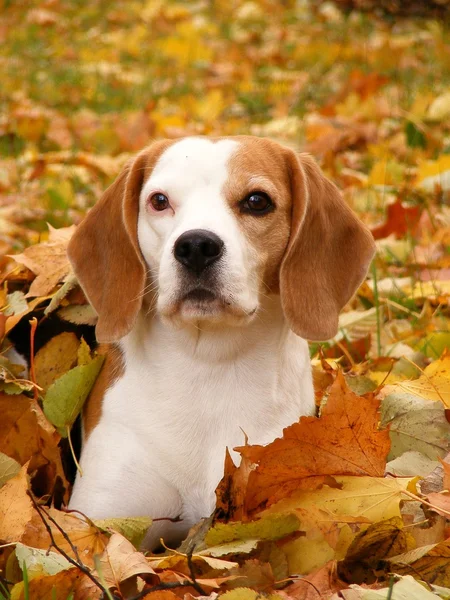 Beagle odpočívá na zemi na podzim — Stock fotografie