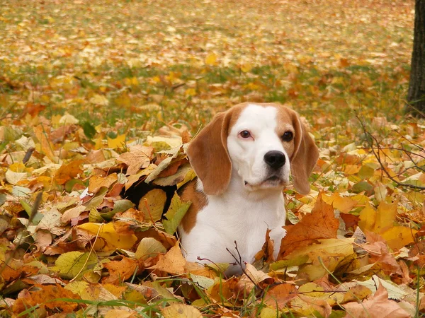 Beagle odpočívá na zemi na podzim — Stock fotografie