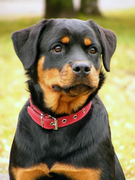 Rottweiler portrait — Stock Photo, Image