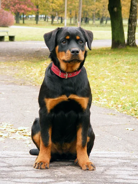 Rottweiler in the park in autumn — Stock Photo, Image