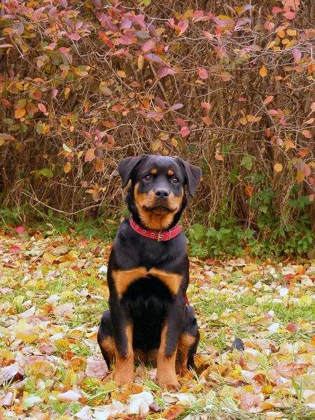 Rottweiler w lesie jesienią — Zdjęcie stockowe