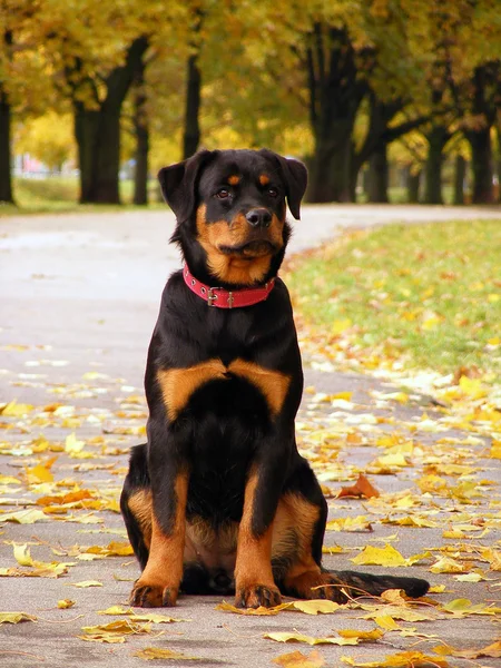 Rottweiler in the park in autumn — Stock Photo, Image