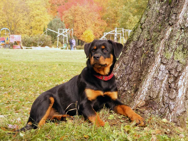 Rottweiler tendido en el suelo en el bosque de otoño — Foto de Stock