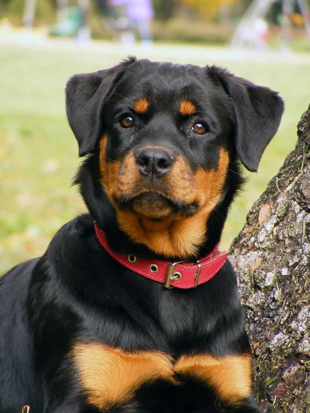 Retrato de Rottweiler — Foto de Stock