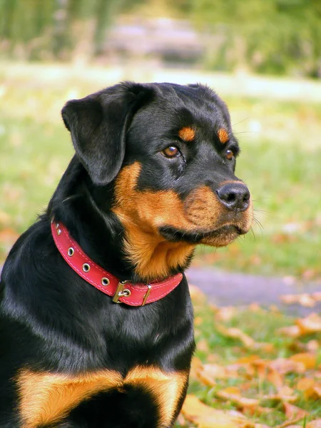 Ritratto di Rottweiler — Foto Stock