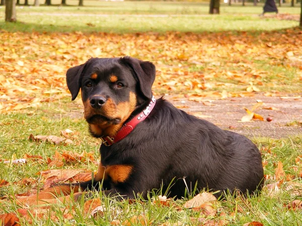 Rottweiler tendido en el suelo en el bosque de otoño —  Fotos de Stock