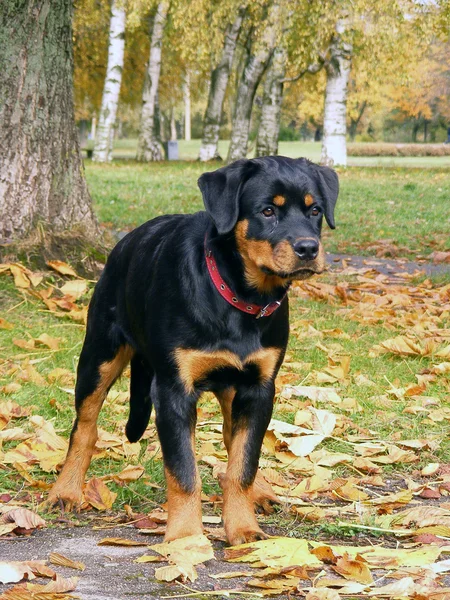Rottweiler en el bosque de otoño — Foto de Stock