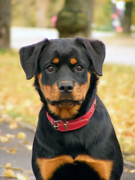 Retrato de Rottweiler — Foto de Stock