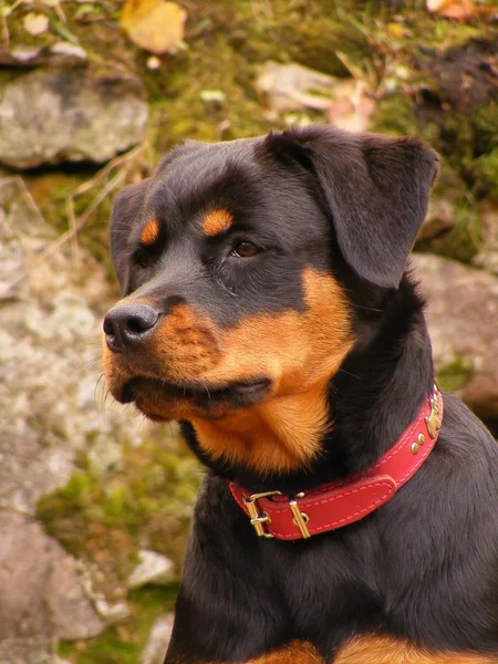 Ritratto di Rottweiler — Foto Stock