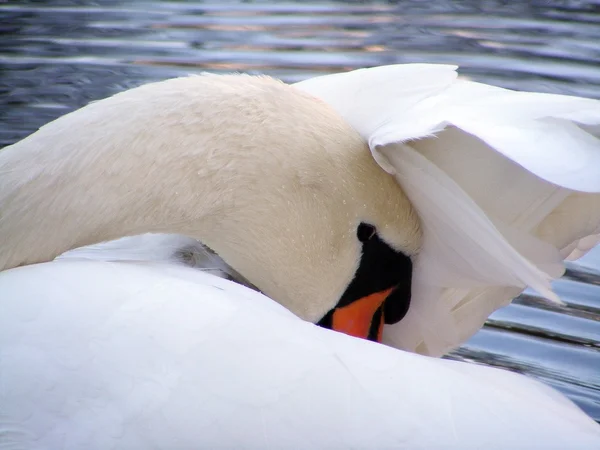 Mute swan tüy Temizleme — Stok fotoğraf