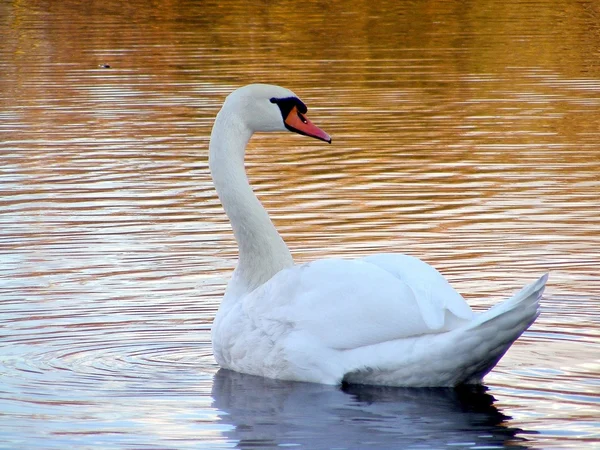 Mute swan swimming in the lake — Stock Photo, Image
