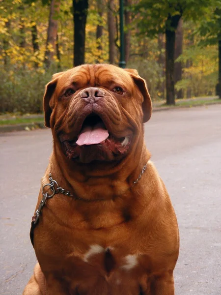Happy french mastiff in the forest in autumn — Stock Photo, Image