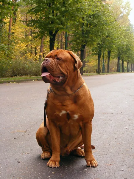 Happy french mastiff sitting in the alley — Stock Photo, Image