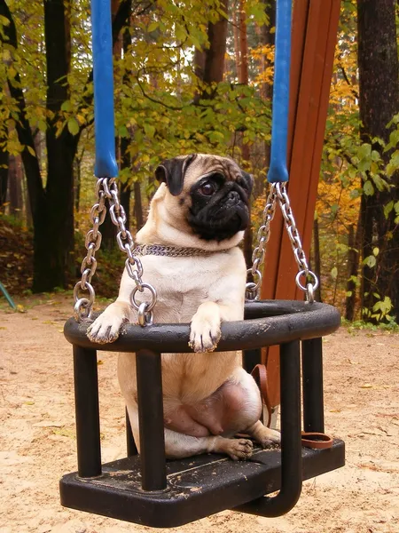 Pug on the swing — Stock Photo, Image