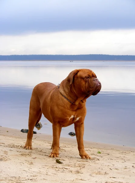 French mastiff on the lake coast — Stock Photo, Image