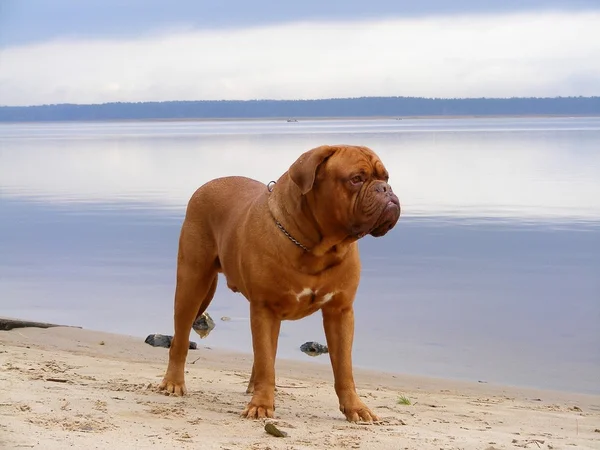 Francouzské dogy na pobřeží jezera — Stock fotografie